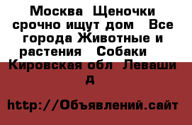 Москва! Щеночки срочно ищут дом - Все города Животные и растения » Собаки   . Кировская обл.,Леваши д.